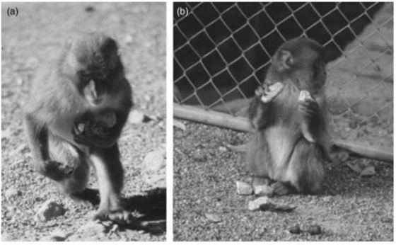 Japanese macaque stone handling