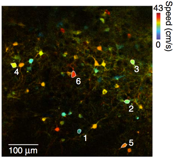 running mice make neurons go fast